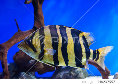 Striped tropical fish, Siamese tiger fish or Datnoid Tiger fish swimming in blue aquarium water Striped tropical fish, Siamese tiger fish or Datnoid Tiger fish swimming in blue aquarium water 140237557