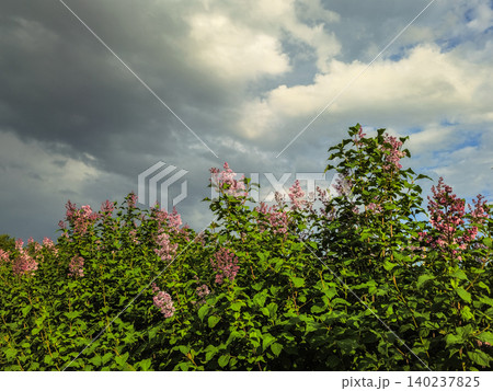 Pink blossoms rise above green leaves 140237825