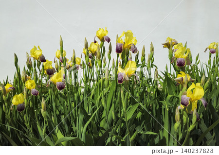 Bright yellow irises bloom amid green stems Bright yellow irises bloom amid green stems 140237828