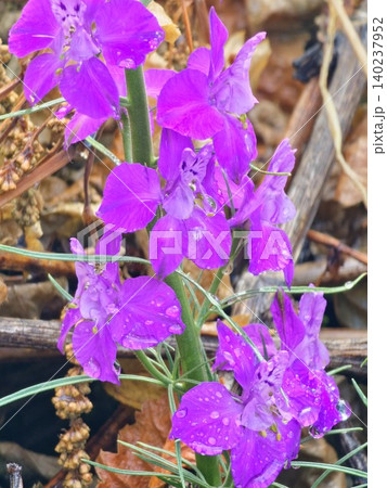 Close Up of Purple Annual Larkspur Flowers Close Up of Purple Annual Larkspur Flowers 140237952