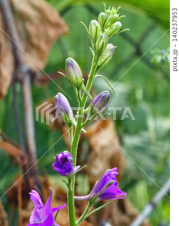 Developing Buds and Blossoms of Annual Larkspur Developing Buds and Blossoms of Annual Larkspur 140237953