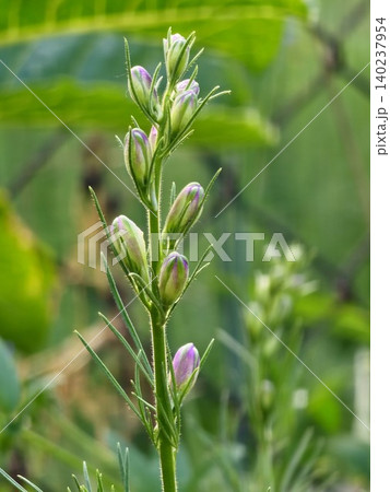 Cluster of Unopened Annual Larkspur Flower Buds Cluster of Unopened Annual Larkspur Flower Buds 140237954