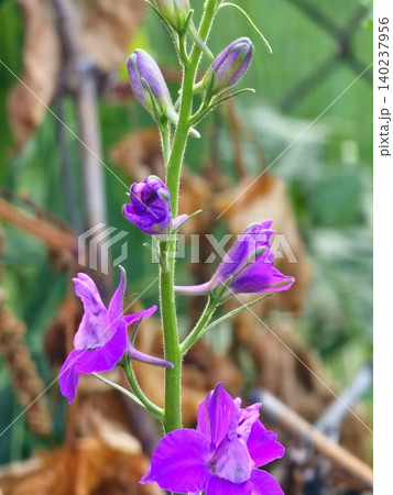 Purple Larkspur Flowers and Developing Buds Purple Larkspur Flowers and Developing Buds 140237956