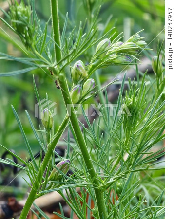 Finely Divided Foliage of Annual Larkspur Finely Divided Foliage of Annual Larkspur 140237957