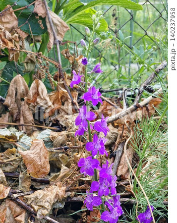 Annual Larkspur Flowers Growing in a Garden Setting 140237958