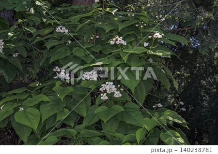 Flowering Southern Catalpa Tree in Bloom Flowering Southern Catalpa Tree in Bloom 140238781