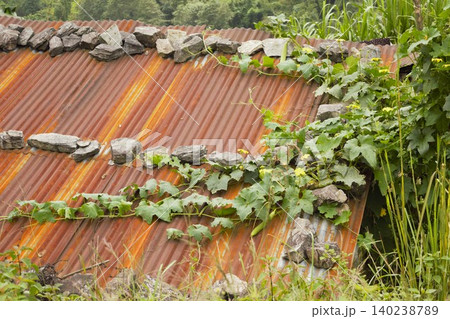 ヒマラヤの村のツタに覆われたトタン屋根 ネパール ヒマラヤの村のツタに覆われたトタン屋根 ネパール 140238789