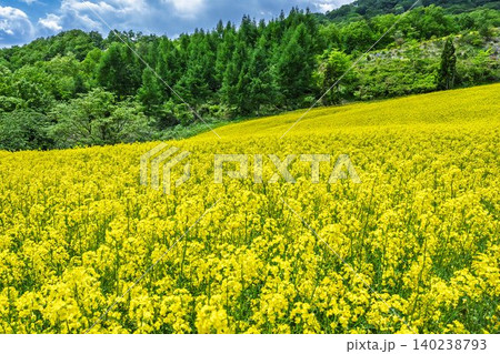 初夏に咲く菜の花　三ノ倉高原（スキー場）の花畑　福島県喜多方市 140238793