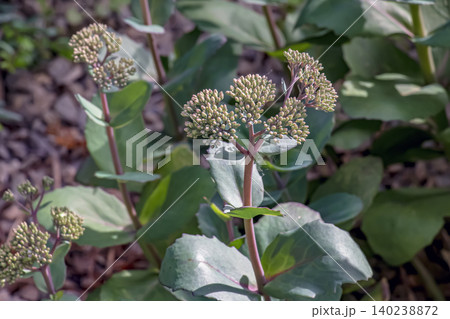 Developing Flower Heads of Hylotelephium Telephium 140238872