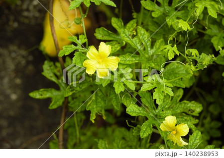 ネパール・ソウラハ村に咲くウリ科植物の黄色い花 ネパール・ソウラハ村に咲くウリ科植物の黄色い花 140238953
