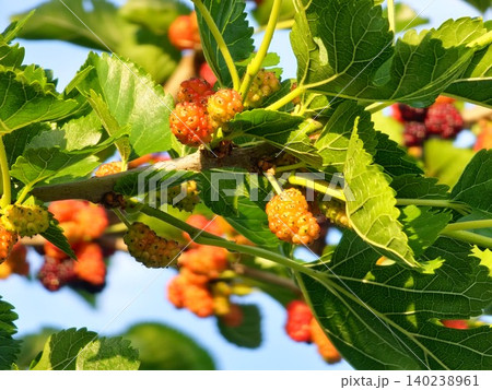 Developing Mulberry Fruits Among Green Leaves 140238961