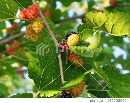 Mulberry Fruits at Different Stages of Ripeness Mulberry Fruits at Different Stages of Ripeness 140238962