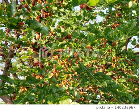 White Mulberry Tree with Ripening Fruits White Mulberry Tree with Ripening Fruits 140238967