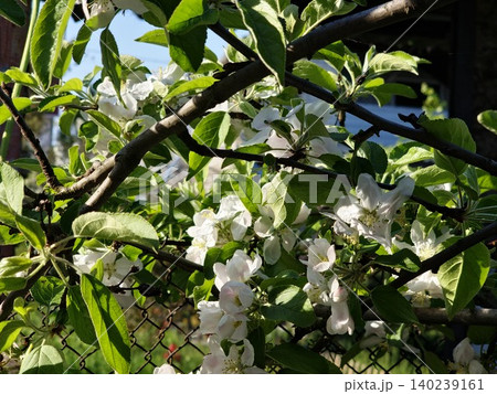 Apple Flower and Immature Fruit on a Branch 140239161