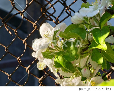 Young Apples and Fresh Spring Foliage 140239164
