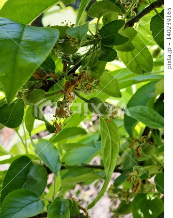 Immature Semerenko Apples on Fruit Tree Branch 140239165