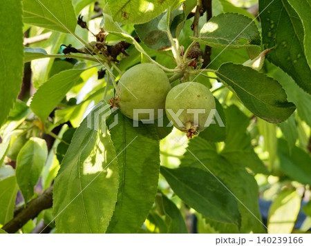Apple Tree Branch with Blossoms and Developing Fruit 140239166