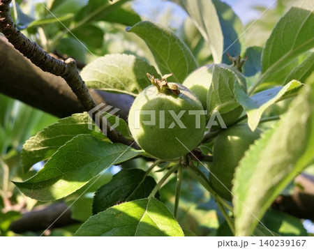 Close View of Young Semerenko Apple Fruits 140239167