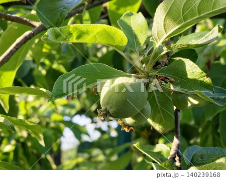 Semerenko Apple Tree with Spring Blossoms and Fruit Semerenko Apple Tree with Spring Blossoms and Fruit 140239168