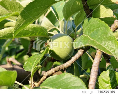 Developing Fruits of Malus domestica Renet Simirenko Developing Fruits of Malus domestica Renet Simirenko 140239169