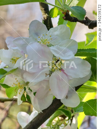 White Blossoms of Renet Simirenko Apple Tree White Blossoms of Renet Simirenko Apple Tree 140239172
