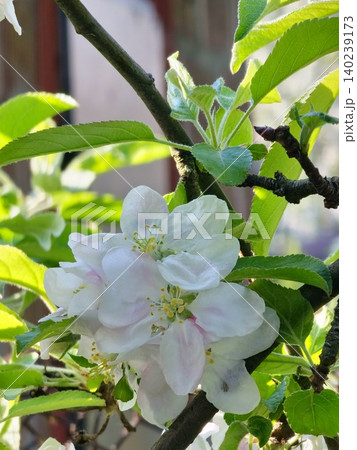 Apple Blossoms and Young Fruits of Semerenko Tree Apple Blossoms and Young Fruits of Semerenko Tree 140239173