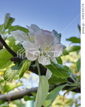 Developing Semerenko Apples After Flowering Developing Semerenko Apples After Flowering 140239174