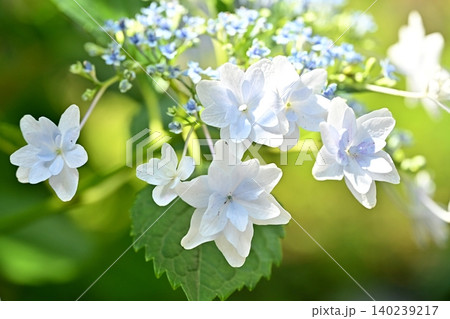 紫陽花、隅田の花火、ハイキー、 紫陽花、隅田の花火、ハイキー、 140239217