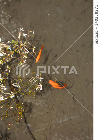 ユキノシタと金魚 140239271