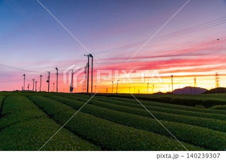 美しい茶畑の夕景 140239307