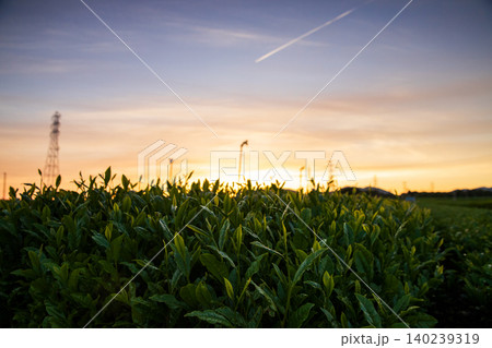 美しい茶畑の夕景 美しい茶畑の夕景 140239319