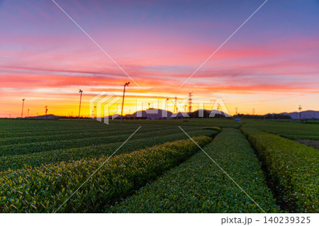 美しい茶畑の夕景 140239325