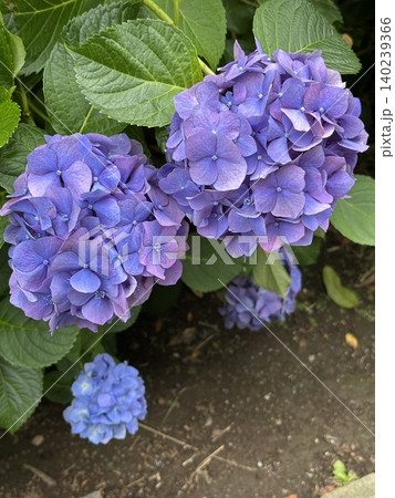 紫陽花 140239366