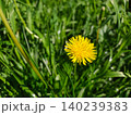 Bright Yellow Dandelion Bloom Close Up on Green Grass 140239383