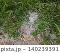 White Poplar Fluff Resting on Green Grass in Nature 140239391