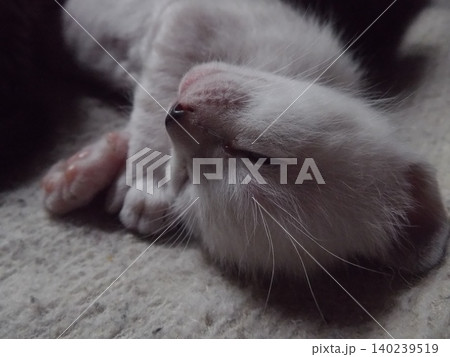 生後20日頃の子猫 140239519