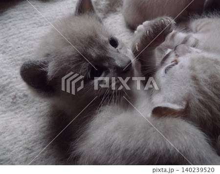 生後20日頃の子猫 生後20日頃の子猫 140239520