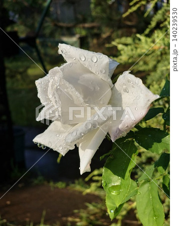 Elegant White Rose Blossom in Garden Setting Elegant White Rose Blossom in Garden Setting 140239530