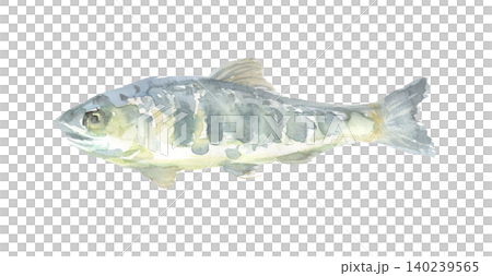 Watercolor illustration of a cherry salmon Watercolor illustration of a cherry salmon 140239565
