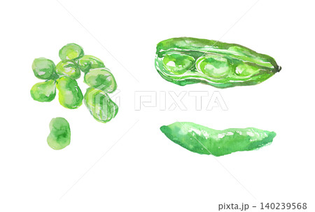 水彩で描いたそら豆の水彩イラストセット 水彩で描いたそら豆の水彩イラストセット 140239568