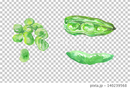 Watercolor illustration set of broad beans Watercolor illustration set of broad beans 140239568