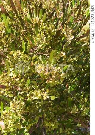 膨らんできたハウチワノキの翼果・2026年5月 膨らんできたハウチワノキの翼果・2026年5月 140239609