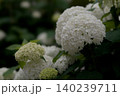 アナベルのクローズアップ 140239711