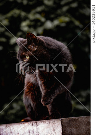 Black and White Tuxedo Cat Portrait with Golden Eyes Close Up Domestic Feline Pet Animal Photography Black and White Tuxedo Cat Portrait with Golden Eyes Close Up Domestic Feline Pet Animal Photography 140239911