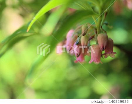 5月に咲いた可憐な裏白瓔珞(ウラジロヨウラク)の花 5月に咲いた可憐な裏白瓔珞(ウラジロヨウラク)の花 140239925