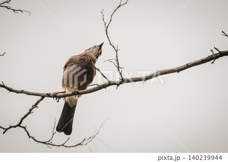 Eurasian Jay Perched on Bare Tree Branch Against Soft Sky Background Eurasian Jay Perched on Bare Tree Branch Against Soft Sky Background 140239944