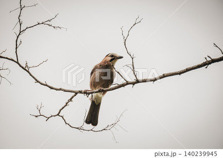 Eurasian Jay Perched on Bare Tree Branch Against Soft Sky Background Eurasian Jay Perched on Bare Tree Branch Against Soft Sky Background 140239945