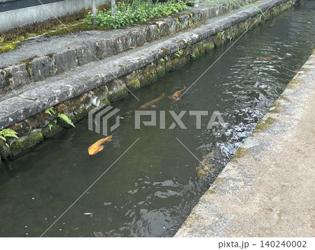 川で泳ぐ鯉　飛驒路 140240002
