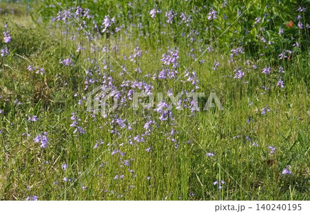 マツバウンランの花・2026年5月 マツバウンランの花・2026年5月 140240195