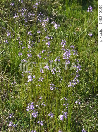 マツバウンランの花・2026年5月 マツバウンランの花・2026年5月 140240196